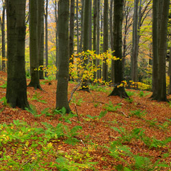 Mountain CheĹm Nature Reserve, Strzyżów Foothills