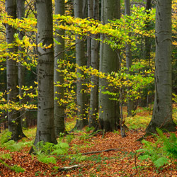 Mountain CheĹm Nature Reserve, Strzyżów Foothills