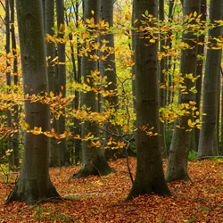 Mountain CheĹm Nature Reserve, Strzyżów Foothills