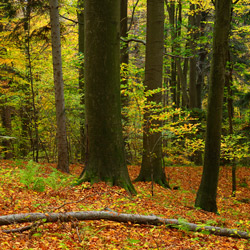 Mountain CheĹm Nature Reserve, Strzyżów Foothills