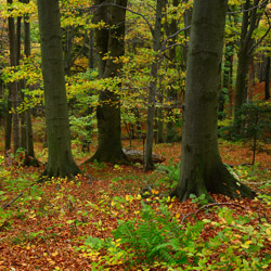 Mountain CheĹm Nature Reserve, Strzyżów Foothills