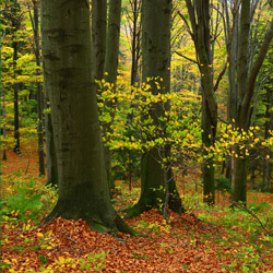 Mountain CheĹm Nature Reserve, Strzyżów Foothills