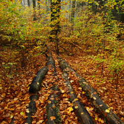 Wielki Las Nature Reserve, Strzyżów Foothills