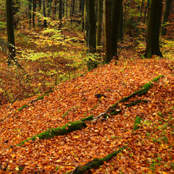 Wielki Las Nature Reserve, Strzyżów Foothills