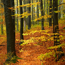 Wielki Las Nature Reserve, Strzyżów Foothills