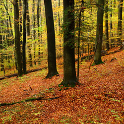 Wielki Las Nature Reserve, Strzyżów Foothills