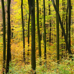 Wielki Las Nature Reserve, Strzyżów Foothills