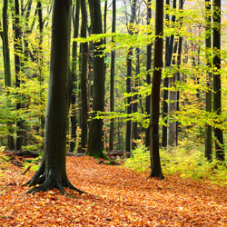 Wielki Las Nature Reserve, Strzyżów Foothills