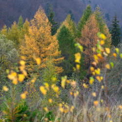 Ciśniańsko-Wetliński Landscape Park, Western Bieszczady