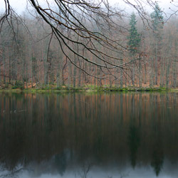 Rezerwat przyrody Zwiezło, Ciśniańsko-Wetliński Park Krajobrazowy, Bieszczady Zachodnie