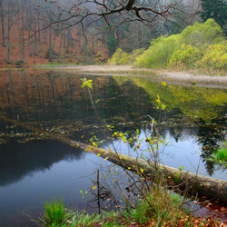 Zwiezło Nature Reserve, Ciśniańsko-Wetliński Landscape Park, Western Bieszczady