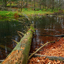 Rezerwat przyrody Zwiezło, Ciśniańsko-Wetliński Park Krajobrazowy, Bieszczady Zachodnie