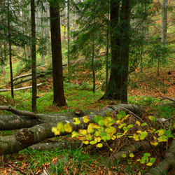 Ciśniańsko-Wetliński Park Krajobrazowy, Bieszczady Zachodnie