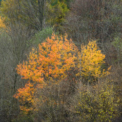 Ciśniańsko-Wetliński Park Krajobrazowy, Bieszczady Zachodnie