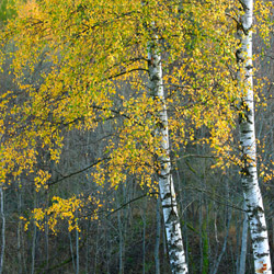 Ciśniańsko-Wetliński Landscape Park, Western Bieszczady