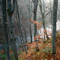 Rezerwat przyrody Sine Wiry, Ciśniańsko-Wetliński Park Krajobrazowy, Bieszczady Zachodnie