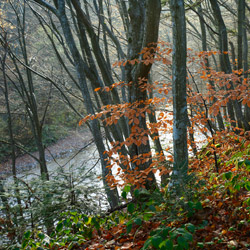 Rezerwat przyrody Sine Wiry, Ciśniańsko-Wetliński Park Krajobrazowy, Bieszczady Zachodnie