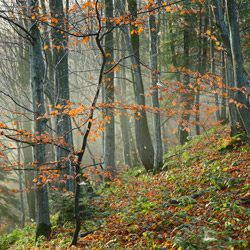 Sine Wiry Nature Reserve, Ciśniańsko-Wetliński Landscape Park, Western Bieszczady