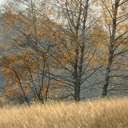 Ciśniańsko-Wetliński Park Krajobrazowy, Bieszczady Zachodnie