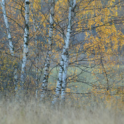 Ciśniańsko-Wetliński Park Krajobrazowy, Bieszczady Zachodnie