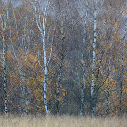 Ciśniańsko-Wetliński Park Krajobrazowy, Bieszczady Zachodnie