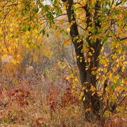 Ciśniańsko-Wetliński Landscape Park, Western Bieszczady