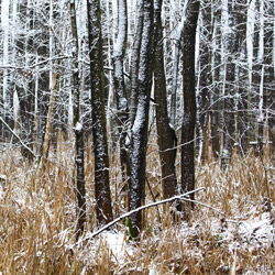 Biebrza National Park, Biebrza Basin