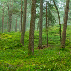 Słowiński Park Narodowy, Slowinskie Coast