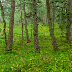 Slowinski National Park, Slowinskie Coast