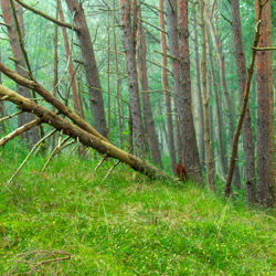 Słowiński Park Narodowy, Wybrzeże Słowińskie