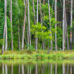 Park Narodowy Bory Tucholskie, Równina Charzykowska