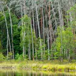Bory Tucholskie National Park, Charzykowy Plain