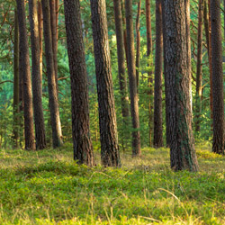 Park Narodowy Bory Tucholskie, Równina Charzykowska