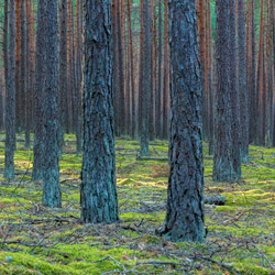 Bory Tucholskie National Park, Charzykowy Plain