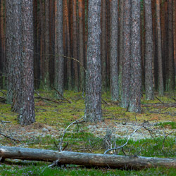 Bory Tucholskie National Park, Charzykowy Plain