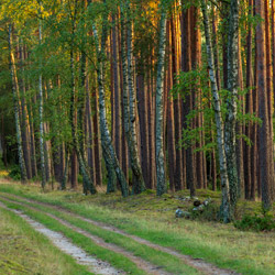 Bory Tucholskie National Park, Charzykowy Plain