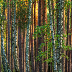 Park Narodowy Bory Tucholskie, Równina Charzykowska