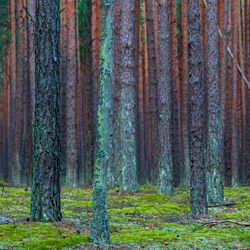 Bory Tucholskie National Park, Charzykowy Plain