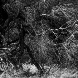 Pear tree, Strzyżów Foothills