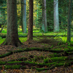 Jedlina Nature Reserve, Tarnogrod Plateau