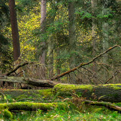 Jedlina Nature Reserve, Tarnogrod Plateau