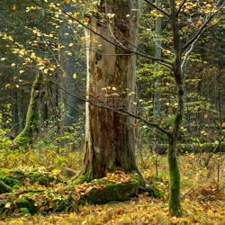 Jedlina Nature Reserve, Tarnogrod Plateau