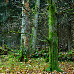 Jedlina Nature Reserve, Tarnogrod Plateau