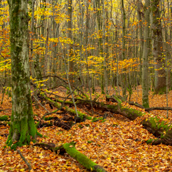 Jedlina Nature Reserve, Tarnogrod Plateau