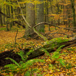 Jedlina Nature Reserve, Tarnogrod Plateau