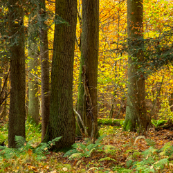 Jedlina Nature Reserve, Tarnogrod Plateau