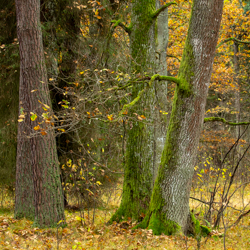 Jedlina Nature Reserve, Tarnogrod Plateau