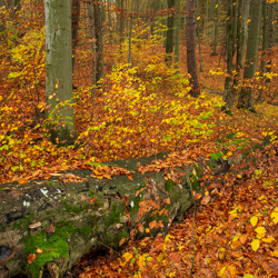 South Roztocze Landscape Park