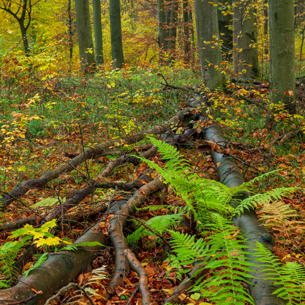 South Roztocze Landscape Park