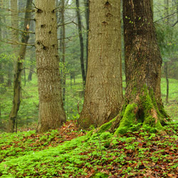 Szczebrzeszyński Park Krajobrazowy, Roztocze Zachodnie